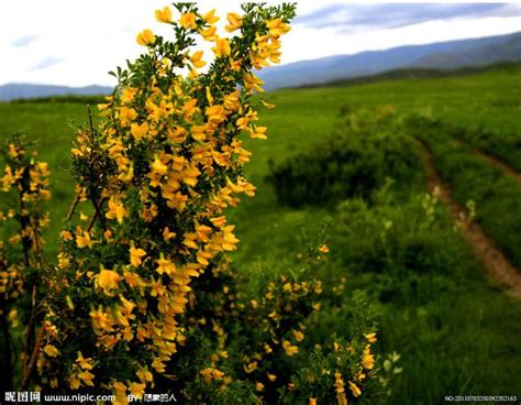 金雀花黃|金雀花:金雀花為豆科錦雞兒屬落葉灌木，高數尺，叢生，枝條細。